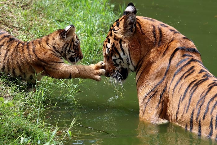 A Bengal tigress cares one of four of her cubs who were born at the Guadalajara Zoo, Jalisco state, Mexico.