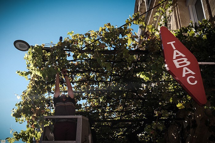 A man stands on a crane during the 2021 harvest of the oldest vineyard growing in the city itself ("intra muros") in Bordeaux, southwestern France.