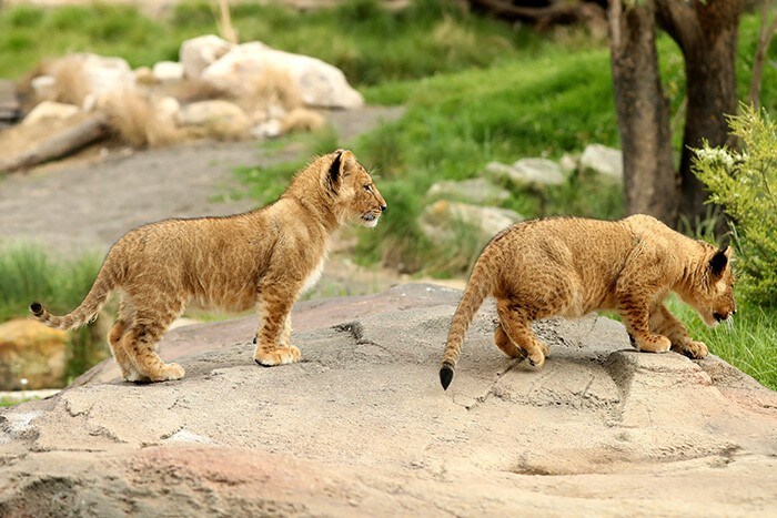 Lion cubs explore the African Savannah enclosure at Taronga Zoo in Sydney.