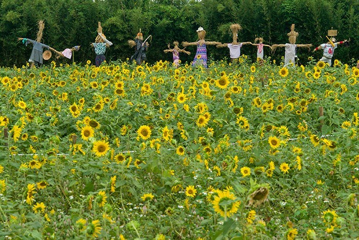 Scarecrows are placed in a sunflowers field in Pingzhen District, in Taoyuan during a flower festival.