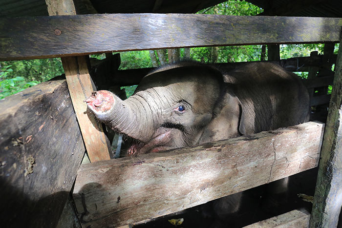 A baby elephant injured by a trap at an elephant centre in Saree, Aceh Besar.