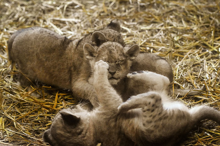 The lion triplets Malaika, Jamila and Kumani play in their enclosure at the ZOOM Erlebniswelt zoo in Gelsenkirchen, western Germany.