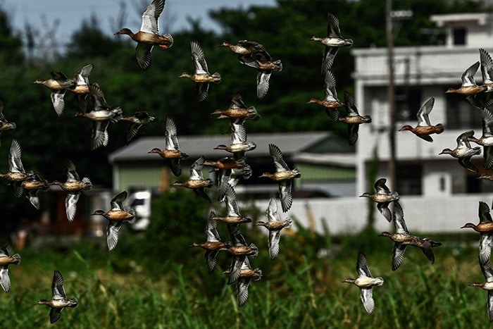 Eurasian teals fly in the air at the Jinshan District in New Taipei City.