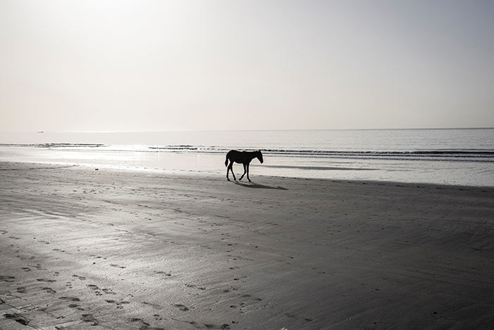 A horse walks on the beach in the popular tourist area of Senegambia in Banjul.