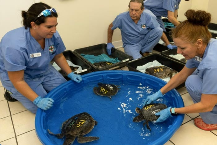 Doctors examine three of a group of 20 critically endangered ridley sea turtles that were flown to Marathon, Florida.