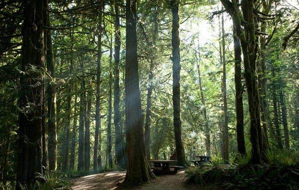 Olympic National Park, Wash: Bad weather means great conditions - and deals ? for skiers and storm-watchers.