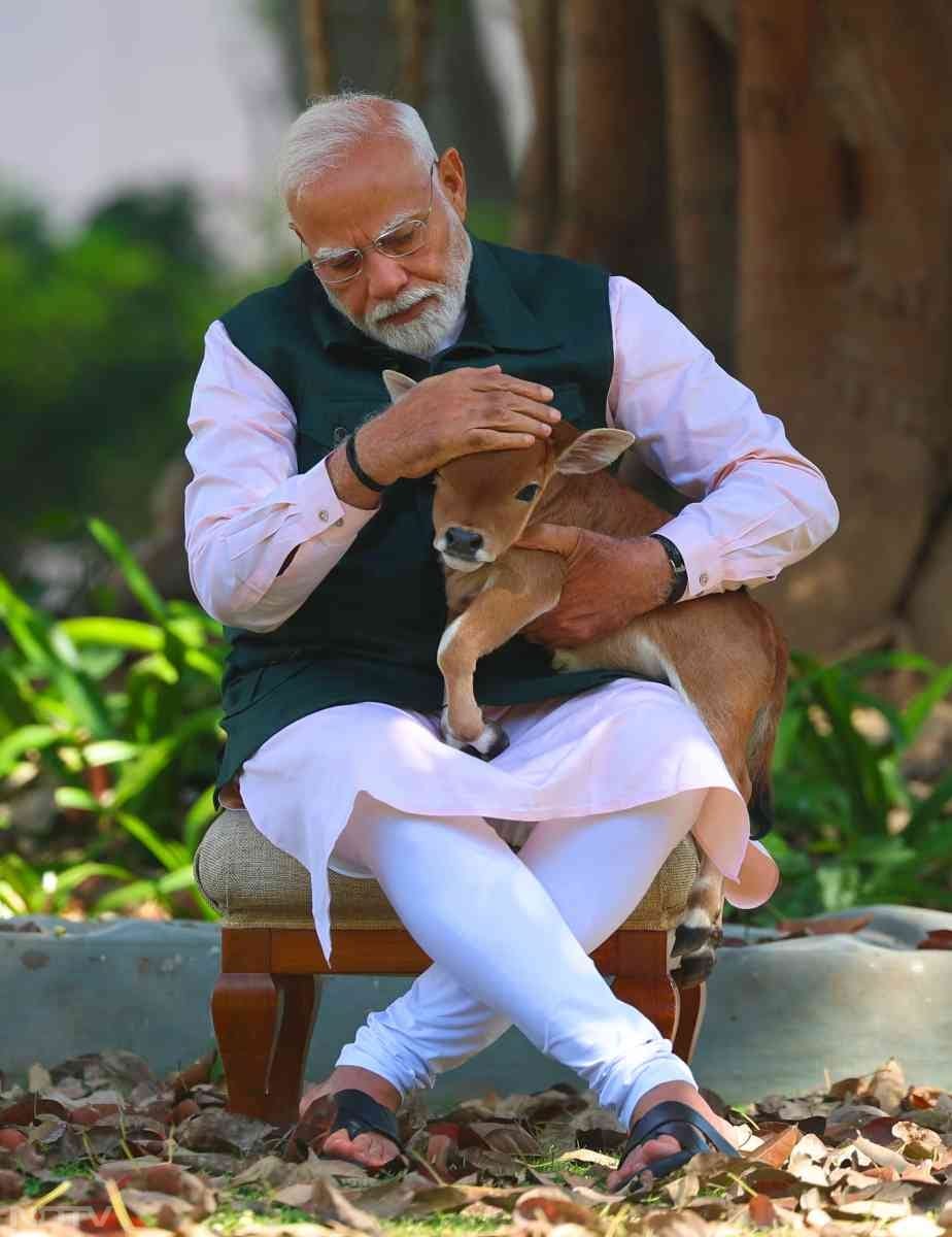 दिल्&zwj;ली में PM Modi बछड़े को प्&zwj;यार करते हुए.