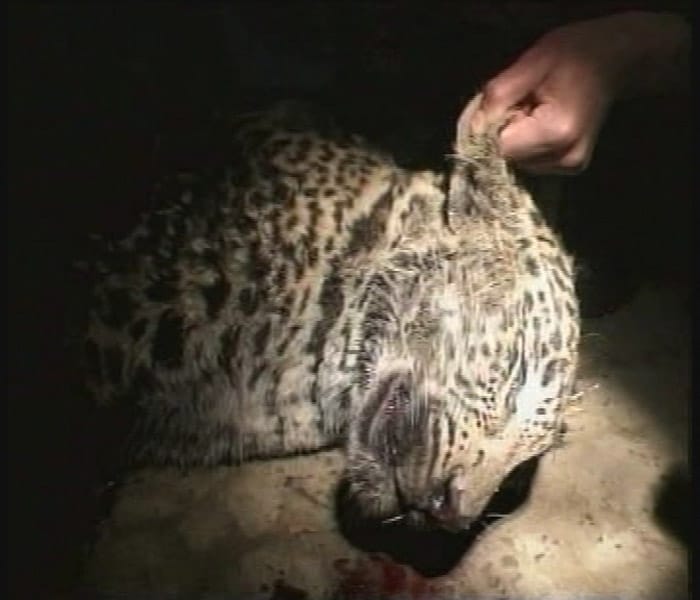 A leopard has been shot dead with 20 bullets in the Pulwama district of Jammu and Kashmir on Monday (January 18). (NDTV Photo)