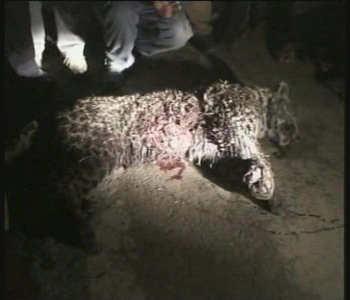 The police say they killed the leopard because villagers complained the animal had attacked them. (NDTV Photo)