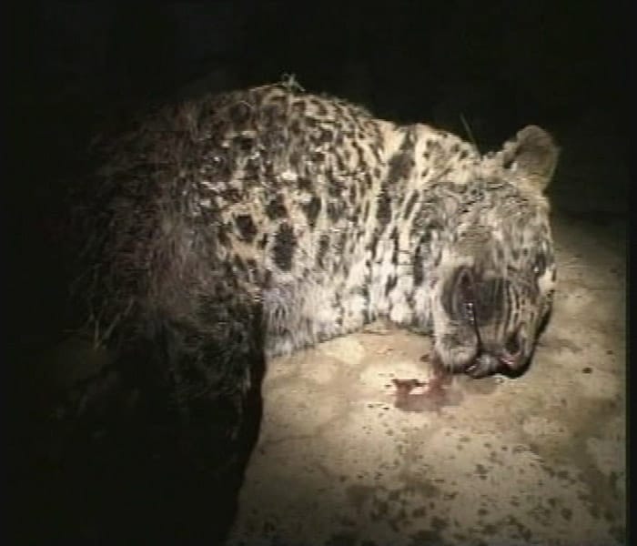 The police did not inform local officials in charge of Wildlife about the shooting. The leapord has been identified as an endangered species and such negligence on the part of the police officials tends to put the act under a grey cloud. (NDTV Photo)