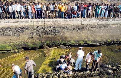 20-hour operation to rescue crocodile near Pune