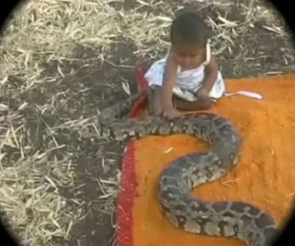 Is that a rope? Is that some cloth? No, it's a python. And a baby petting it. (NDTV Photo)