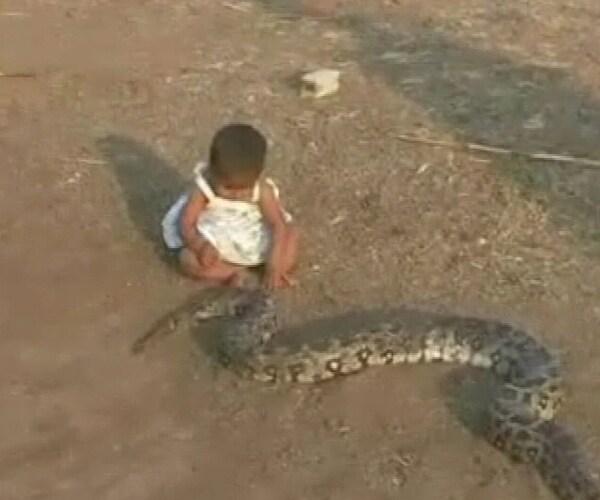 This six-month-old in Beed district often plays with the family's pet python. (NDTV Photo)