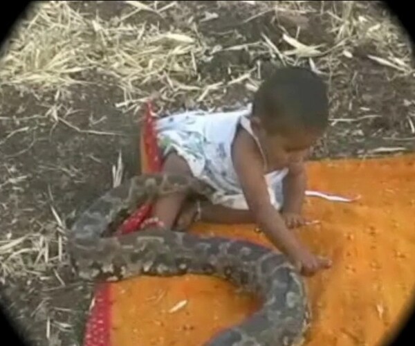 The little girl is left to play with the python, crawls behind it, often has the big tail snaking through her tiny legs. (NDTV Photo)