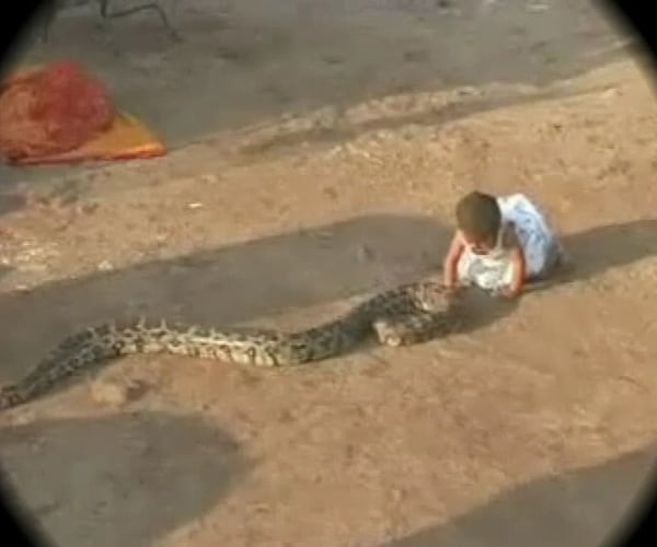 She pats the snake, which curls up benignly next to her, both soaking in the sun. The child's parents work in the fields. (NDTV Photo)