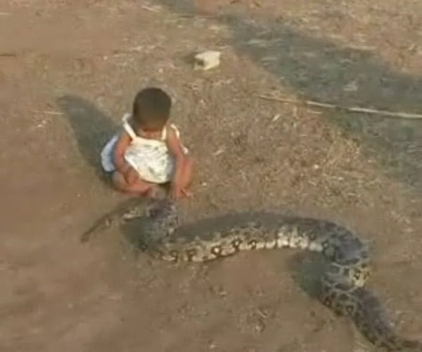 The baby's uncle, a snake catcher, brought the snake in from the jungles. He leaves the poisonous ones alone. (NDTV Photo)