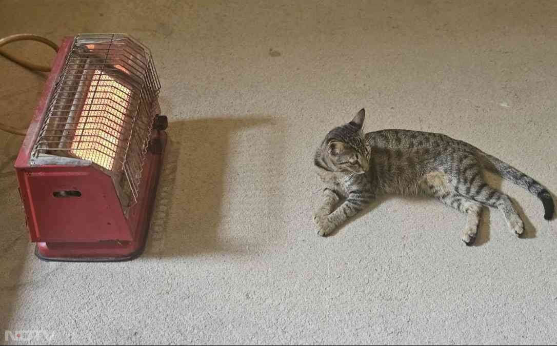 अगर आपके घर में पालतू जानवर हैं तो उन्हें इन उपकरणों के करीब बिल्कुल भी न बैठने दें. Pic Credit- Pexels