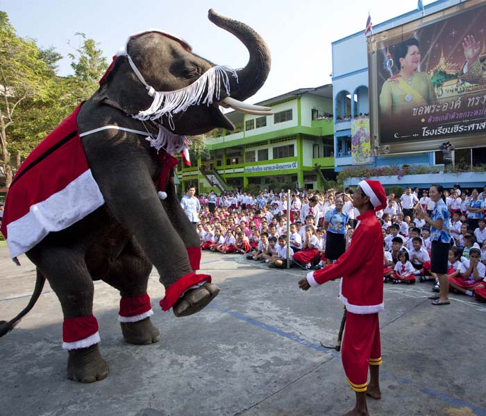 A Thai mahout directs his elephant at Jirasartwitthaya school in Ayutthaya, Thailand, as elementary school students watch a show featuring elephants dressed as Santa Claus Friday, Dec. 24, 2010. (Photo courtesy: AP)