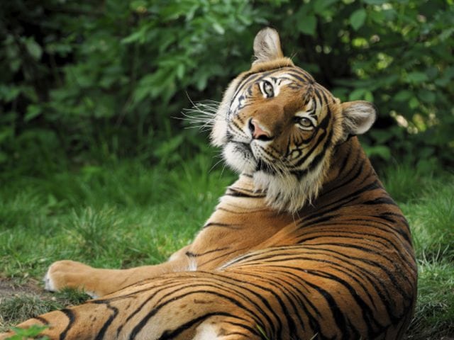 Photo : In Pictures: Save Our Tigers Campaign Impact