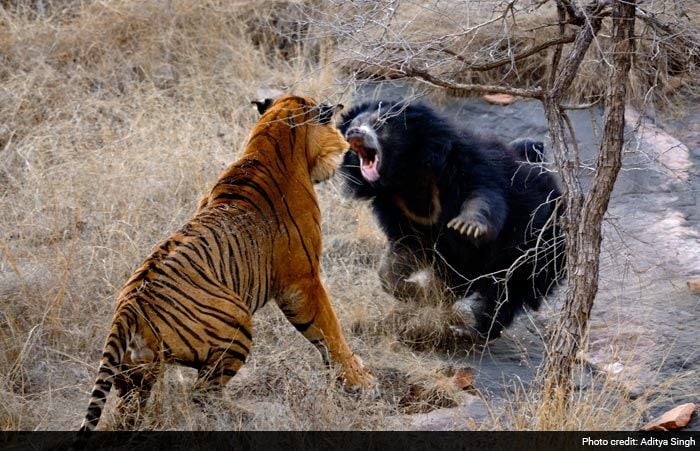 Save Our Tigers: 12 Pictures of Tiger That are Adorably Majestic