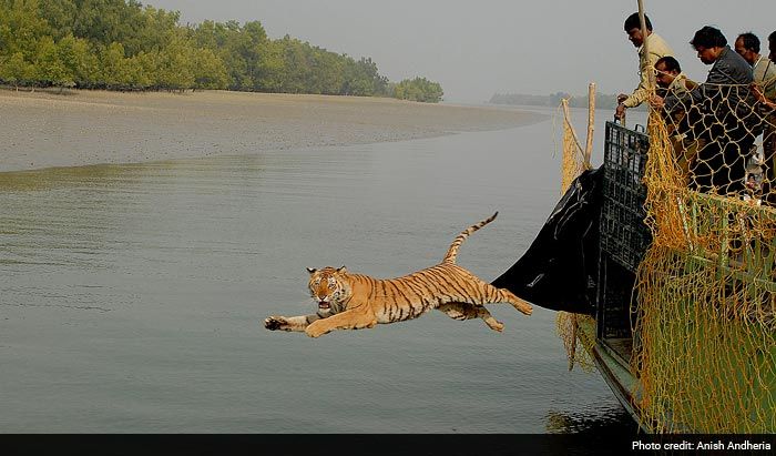 Save Our Tigers: 12 Pictures of Tiger That are Adorably Majestic