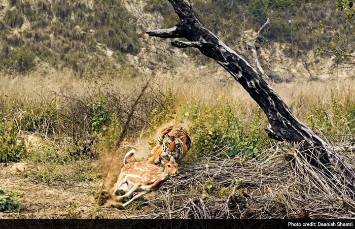 Save Our Tigers: 12 Pictures of Tiger That are Adorably Majestic