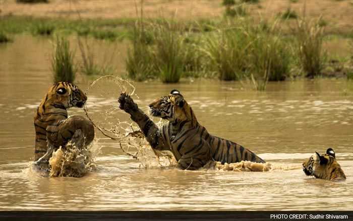 Save Our Tigers: 12 Pictures of Tiger That are Adorably Majestic