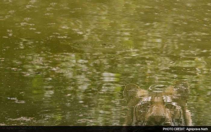 Save Our Tigers: 12 Pictures of Tiger That are Adorably Majestic