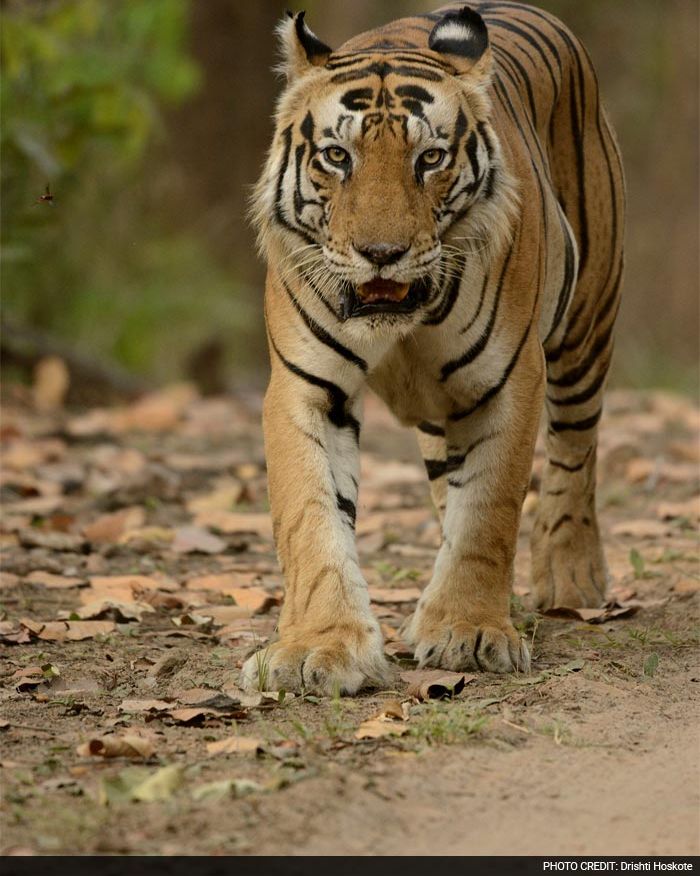 Save Our Tigers: 12 Pictures of Tiger That are Adorably Majestic