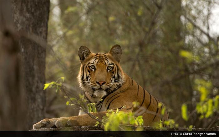 Save Our Tigers: 12 Pictures of Tiger That are Adorably Majestic