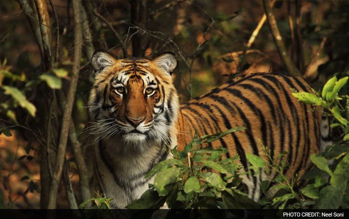 Save Our Tigers: 12 Pictures of Tiger That are Adorably Majestic