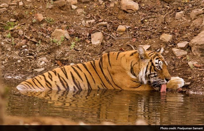 Save Our Tigers: 12 Pictures of Tiger That are Adorably Majestic