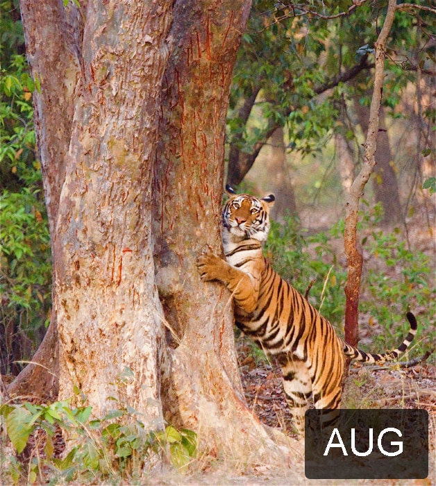 This picture of a tiger marking his territory was taken by P. Prithvi Reddy in Bandhavgarh, Madhya Pradesh. P. Prithvi Reddy resides in Columbia, USA.