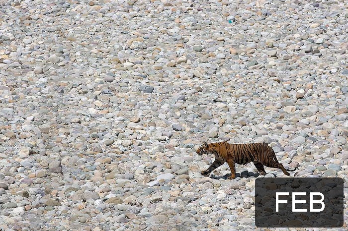 <b>First Runner-Up</b><br><br>This picture was clicked by Praveen P Mohandas at the Corbett tiger reserve,Utharanchal.