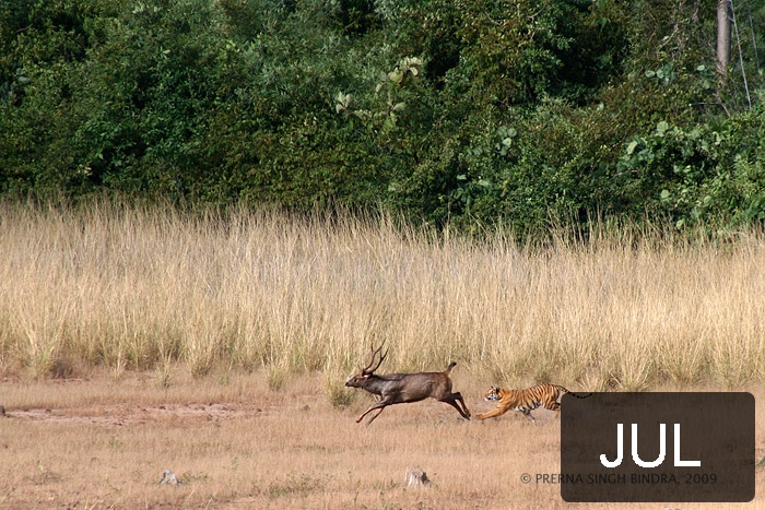 This picture of a tiger chasing a sambar deer was taken by Prerna Singh Bindra at the Tadoba Tiger Reserve.