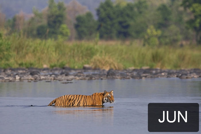 This picture was clicked by Praveen P Mohandas at the Corbett tiger reserve,Utharanchal.