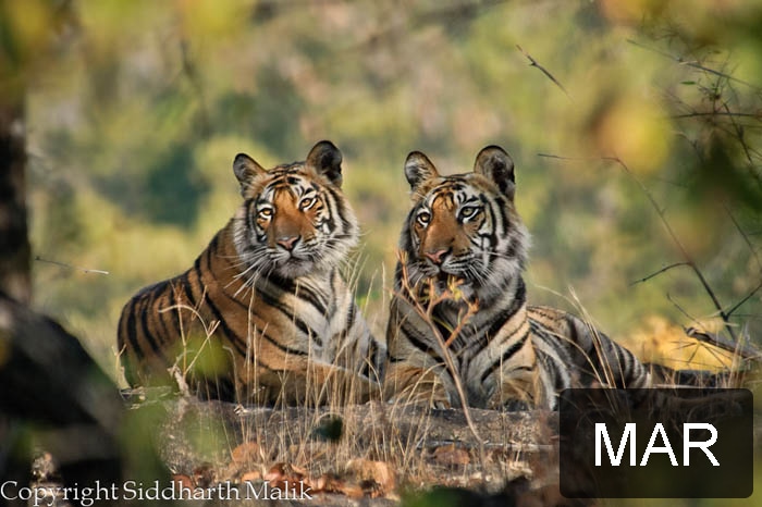 This picture of one year old cubs of the Chorbhera female was taken by Siddharth Malik in Bandhavgarh .