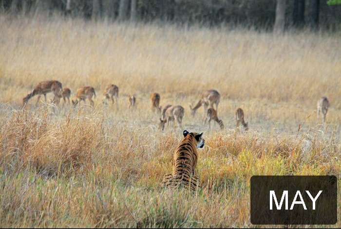 This photograph was sent by Rohan Rajaram Taware. The tigress in the photograph unfortunately died after being hit by an unknown vehicle, just 10 days after this photograph was taken. CBI is probing the case.