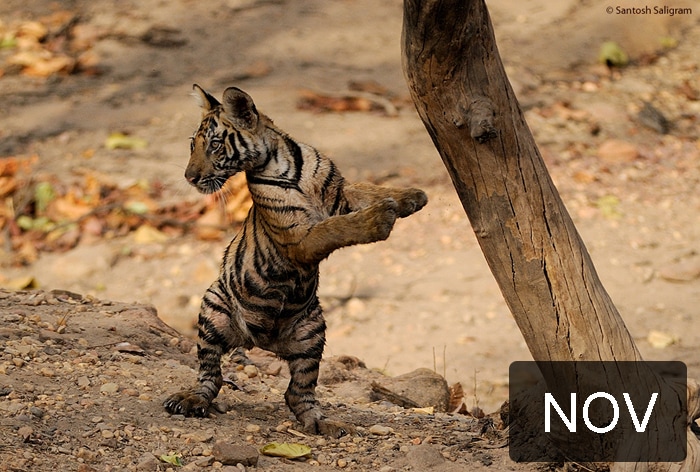 This picture of a tiger cub was taken by Santosh Saligram on 14th May 2010 in the Bandhavgarh Tiger Reserve.