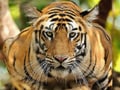 Photo : NDTV Save Our Tigers: Winning pictures