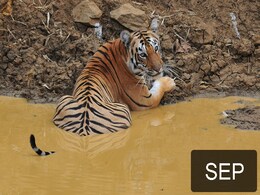धौलपुर अभयारण्य के लिए वन विभाग ने 204 किलोमीटर भूमि का किया परिसीमन धौलपुर अभयारण्य के लिए वन विभाग ने 204 किलोमीटर भूमि का किया परिसीमन