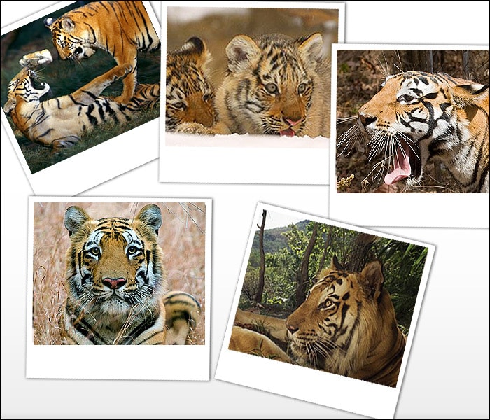 History of Tigers