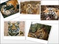 Photo : History of Tigers