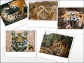 History of Tigers