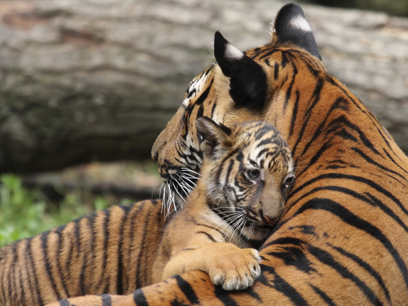 Photo : 10 Unusual Facts About Tigers