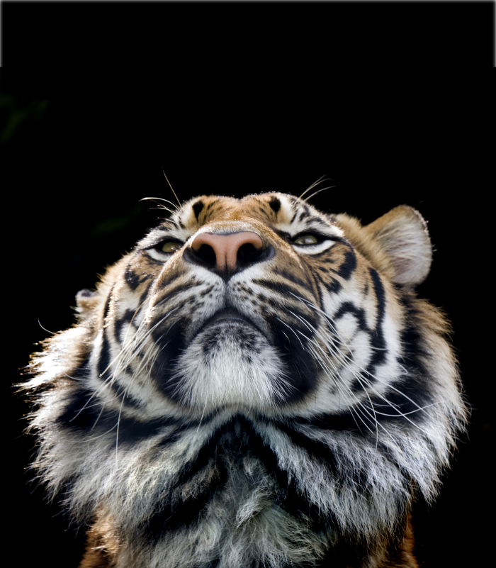 10 Unusual Facts About Tigers