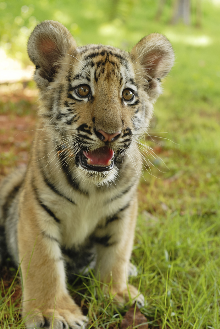 10 Fascinating Baby Tiger Facts - The Cutest Predators on the Planet -  Animal Corner