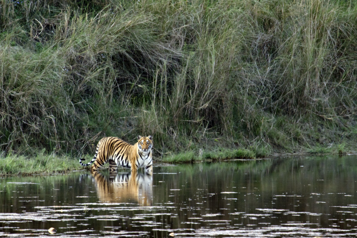 10 Unusual Facts About Tigers