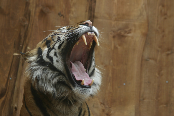 10 Unusual Facts About Tigers