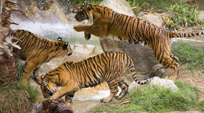 10 Unusual Facts About Tigers